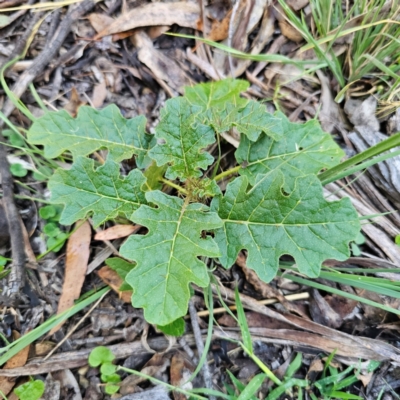 Solanum prinophyllum at Oxley Wild Rivers National Park - 20 Feb 2024 by Csteele4