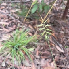 Australopyrum pectinatum (Comb Wheat Grass) at QPRC LGA - 20 Feb 2024 by JaneR
