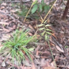 Australopyrum pectinatum (Comb Wheat Grass) at QPRC LGA - 21 Feb 2024 by JaneR