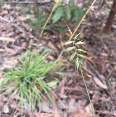 Australopyrum pectinatum (Comb Wheat Grass) at QPRC LGA - 21 Feb 2024 by JaneR