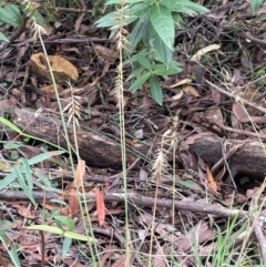 Australopyrum pectinatum at QPRC LGA - 21 Feb 2024