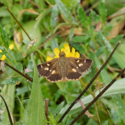 Dispar compacta (Barred Skipper) at QPRC LGA - 20 Feb 2024 by DPRees125