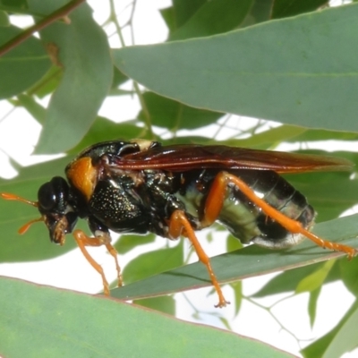 Perga sp. (genus) (Sawfly or Spitfire) at QPRC LGA - 20 Feb 2024 by Christine