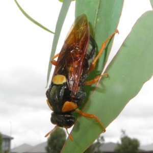 Perga sp. (genus) at QPRC LGA - 20 Feb 2024