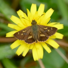 Dispar compacta (Barred Skipper) at QPRC LGA - 20 Feb 2024 by DPRees125