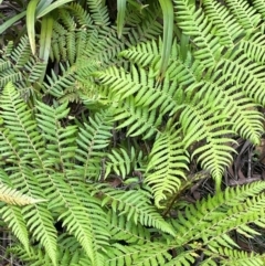 Cyathea australis subsp. australis (Rough Tree Fern) at Harolds Cross, NSW - 20 Feb 2024 by JaneR