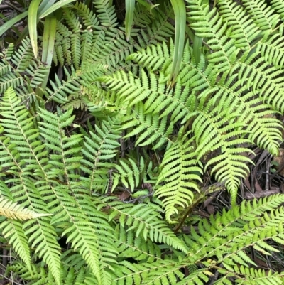 Cyathea australis subsp. australis (Rough Tree Fern) at Harolds Cross, NSW - 20 Feb 2024 by JaneR