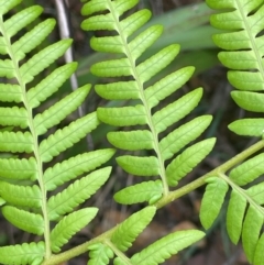 Cyathea australis subsp. australis at QPRC LGA - suppressed