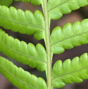 Cyathea australis subsp. australis at QPRC LGA - suppressed