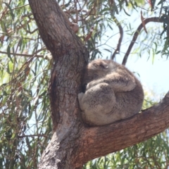 Phascolarctos cinereus (Koala) at Raymond Island, VIC - 31 Dec 2023 by HappyWanderer
