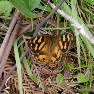 Heteronympha solandri at QPRC LGA - 20 Feb 2024 03:17 PM