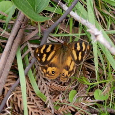 Heteronympha solandri (Solander's Brown) at Rossi, NSW - 20 Feb 2024 by DPRees125