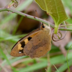 Heteronympha solandri at QPRC LGA - 20 Feb 2024 03:17 PM