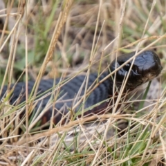 Pseudechis porphyriacus (Red-bellied Black Snake) at Bimberi Nature Reserve - 21 Feb 2024 by SWishart