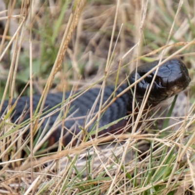 Pseudechis porphyriacus (Red-bellied Black Snake) at Bimberi Nature Reserve - 20 Feb 2024 by SWishart