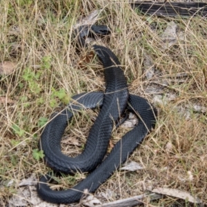 Pseudechis porphyriacus at Bimberi Nature Reserve - 21 Feb 2024