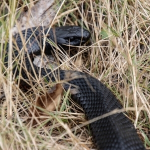 Pseudechis porphyriacus at Bimberi Nature Reserve - 21 Feb 2024