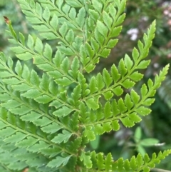 Polystichum proliferum (Mother Shield Fern) at QPRC LGA - 21 Feb 2024 by JaneR