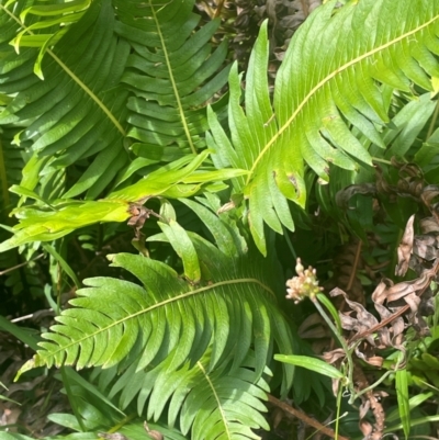 Blechnum nudum (Fishbone Water Fern) at QPRC LGA - 21 Feb 2024 by JaneR