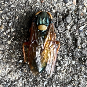 Perga sp. (genus) at Russell, ACT - 21 Feb 2024