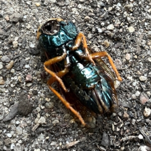 Perga sp. (genus) at Russell, ACT - 21 Feb 2024