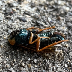 Perga sp. (genus) at Russell, ACT - 21 Feb 2024