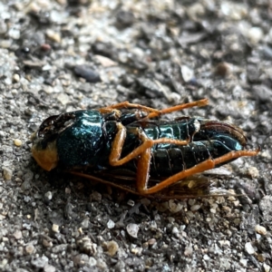 Perga sp. (genus) at Russell, ACT - 21 Feb 2024