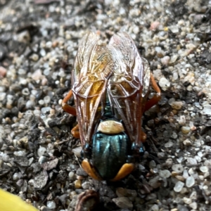 Perga sp. (genus) at Russell, ACT - 21 Feb 2024