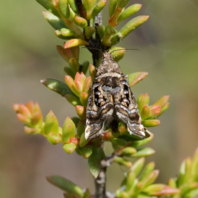 Glyphipterix (genus) (A sedge moth) at Rossi, NSW - 20 Feb 2024 by DPRees125