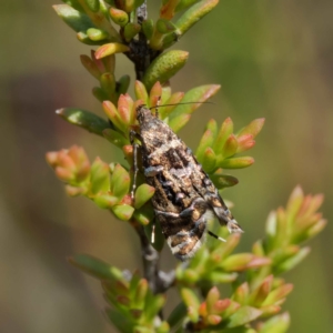 Glyphipterix (genus) at Tallaganda State Forest - 20 Feb 2024 02:52 PM