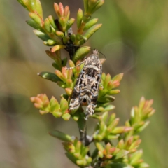 Glyphipterix (genus) at Tallaganda State Forest - 20 Feb 2024