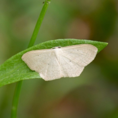 Scopula (genus) (A wave moth) at QPRC LGA - 20 Feb 2024 by DPRees125