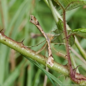 Sinpunctiptilia emissalis at QPRC LGA - 20 Feb 2024