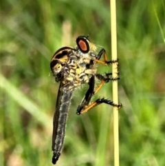 Ommatius coeraebus (a robber fly) at Kangaroo Valley, NSW - 21 Feb 2024 by lbradley