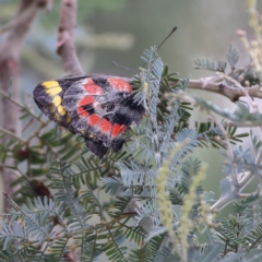 Delias harpalyce (Imperial Jezebel) at Hall, ACT - 21 Feb 2024 by Trevor