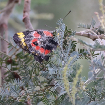 Delias harpalyce (Imperial Jezebel) at Hall, ACT - 21 Feb 2024 by Trevor