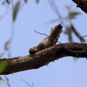 Caligavis chrysops at Hall, ACT - 21 Feb 2024 03:12 PM