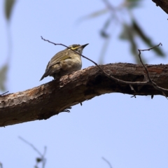 Caligavis chrysops at Hall, ACT - 21 Feb 2024 03:12 PM