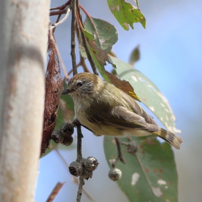 Acanthiza lineata (Striated Thornbill) at Hall, ACT - 21 Feb 2024 by Trevor