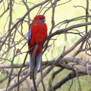 Platycercus elegans at Hall, ACT - 21 Feb 2024 03:50 PM