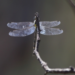 Anisoptera (suborder) (Unidentified dragonfly) at Hall, ACT - 21 Feb 2024 by Trevor