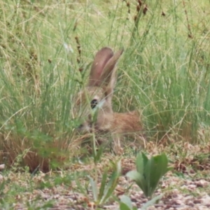 Oryctolagus cuniculus at Pine Island to Point Hut - 21 Feb 2024