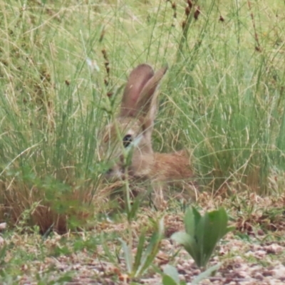 Oryctolagus cuniculus (European Rabbit) at Greenway, ACT - 21 Feb 2024 by RodDeb