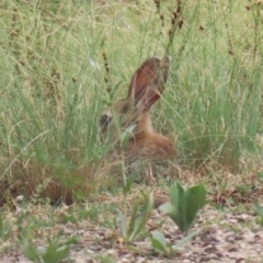 Oryctolagus cuniculus at Pine Island to Point Hut - 21 Feb 2024