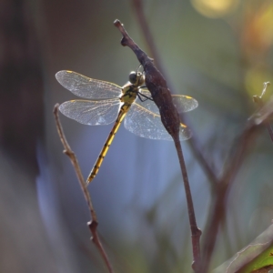 Hemicordulia tau at Hall, ACT - 21 Feb 2024