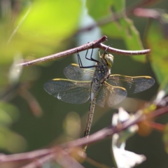 Anax papuensis (Australian Emperor) at Hall, ACT - 21 Feb 2024 by MichaelWenke