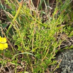 Gonocarpus tetragynus (Common Raspwort) at Hawker, ACT - 19 Feb 2024 by sangio7