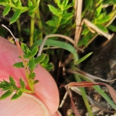 Gonocarpus tetragynus at The Pinnacle - 20 Feb 2024