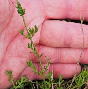 Gonocarpus tetragynus at The Pinnacle - 20 Feb 2024