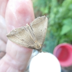 Simplicia armatalis (Crescent Moth) at Emu Creek - 9 Feb 2024 by JohnGiacon
